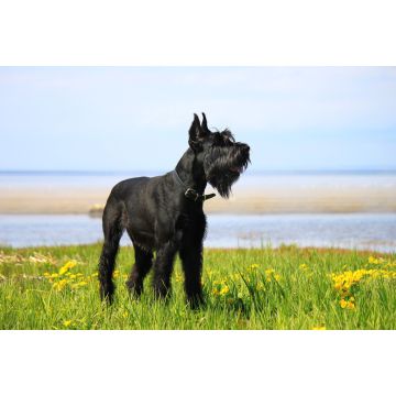 Lais Puzzle - Riesenschnauzer - 2.000 Teile