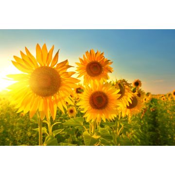 Lais Puzzle - Sonnenblumen - 2.000 Teile