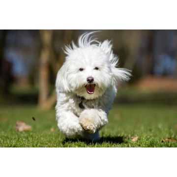 Lais Puzzle - Coton de Tulear - 2.000 Teile