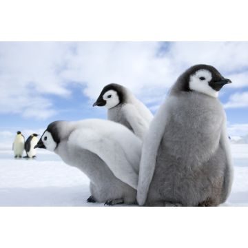 Lais Puzzle - Pinguine / Kaiserpinguine - 2.000 Teile