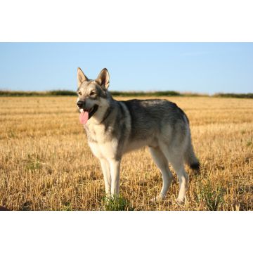 Lais Puzzle - Saarlooswolfhund - 2.000 Teile