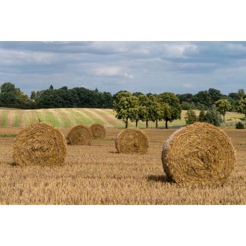 Lais Puzzle - Feld mit Strohballen - Märkische Schweiz - 2.000 Teile