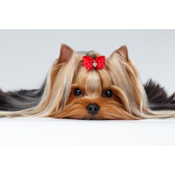Lais Puzzle - Yorkshire Terrier - 2.000 Teile