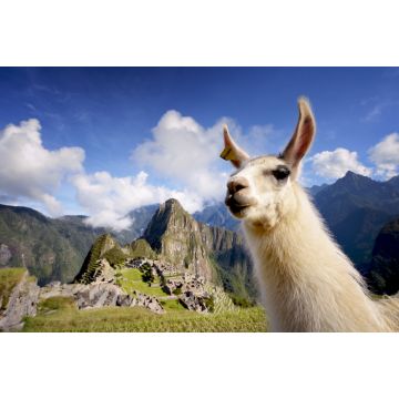 Lais Puzzle - Lama in Machu Picchu, Peru - 2.000 Teile