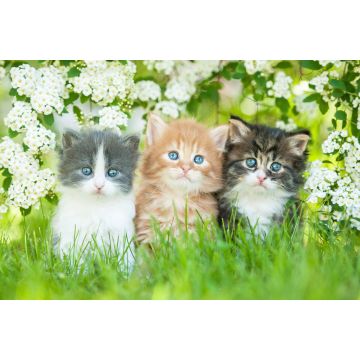 Lais Puzzle - Drei kleine Katzen sitzen nahe weißen Blumen - 2.000 Teile