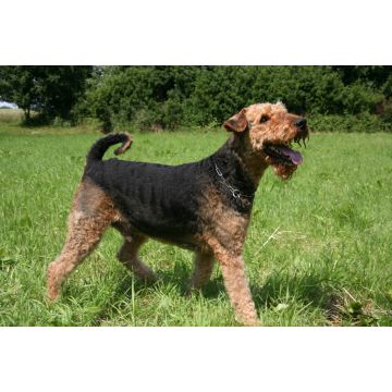 Lais Puzzle - Airedale Terrier - 2.000 Teile