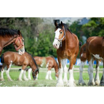 Lais Puzzle - Clydesdale Horse - 2.000 Teile