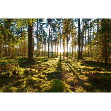 Lais Puzzle - Sonnenaufgang im Kiefernwald - 2.000 Teile