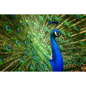 Lais Puzzle - Pfau - 2.000 Teile