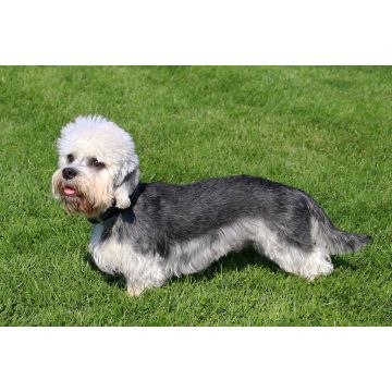 Lais Puzzle - Dandie Dinmont Terrier - 2.000 Teile
