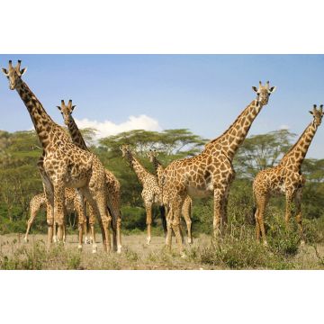 Lais Puzzle - Giraffen - 2.000 Teile