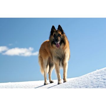 Lais Puzzle - Tervueren - 2.000 Teile