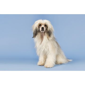 Lais Puzzle - Chinesischer Schopfhund haarig - 2.000 Teile