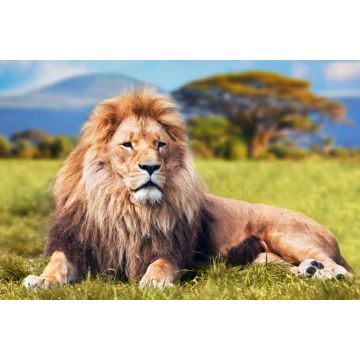 Lais Puzzle - Großer Löwe auf Savannengras liegend. Kenia, Afrika - 2.000 Teile