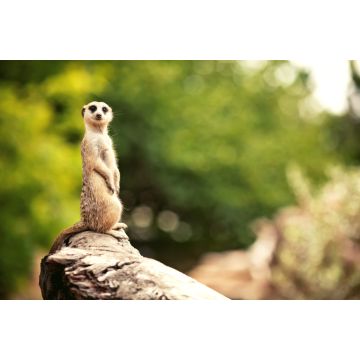 Lais Puzzle - Erdmännchen, Zoo Adelaide, Australien - 2.000 Teile