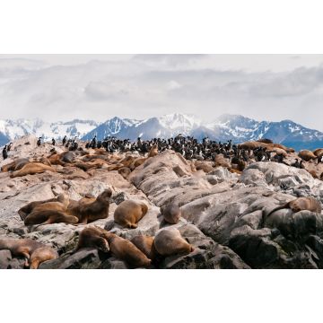 Lais Puzzle - Blick auf Seelöwen, die sich auf einem Felsen ausruhen, vor den Bergen in der Nähe des Beagle-Kanals, Ushuaia, Argentinien - 2.000 Teile
