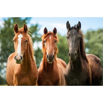 Lais Puzzle - Gruppe von drei jungen Pferden auf der Weide - 2.000 Teile