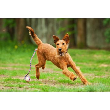 Lais Puzzle - Irish Terrier - 2.000 Teile