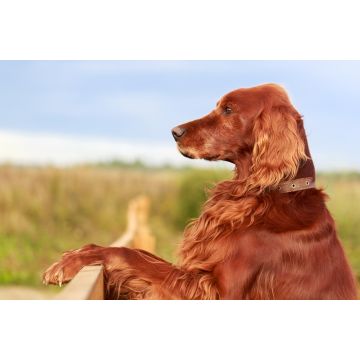 Lais Puzzle - Irischer Red Setter - 2.000 Teile