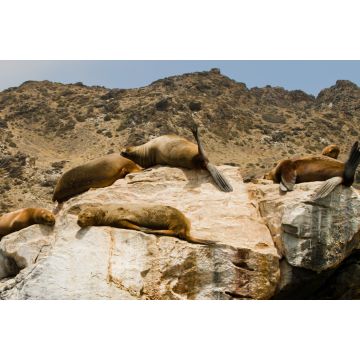 Lais Puzzle - Seelöwen auf Felsen, Sla Damas, La Serena, Chile - 2.000 Teile