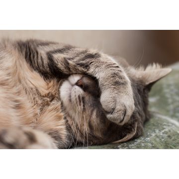 Lais Puzzle - schlafende Katze - 2.000 Teile