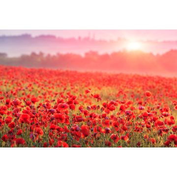 Lais Puzzle - rotes Mohnfeld im Morgennebel - 2.000 Teile