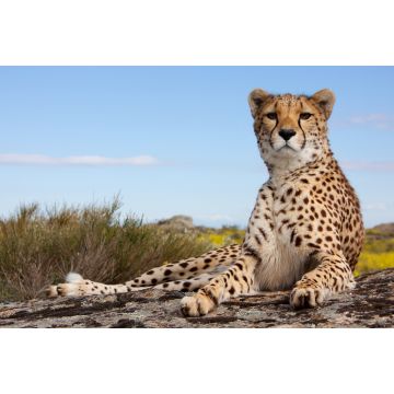 Lais Puzzle - Gepard - 2.000 Teile