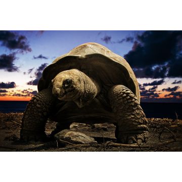 Lais Puzzle - große Schildkröte - 2.000 Teile