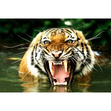 Lais Puzzle - Bengalischer Tiger - 2.000 Teile