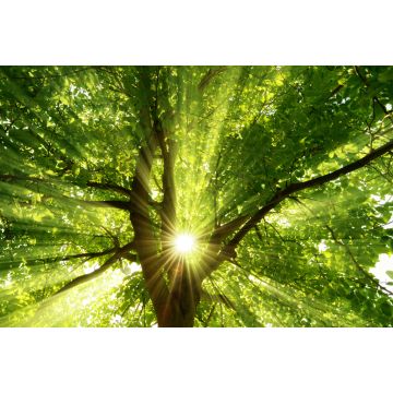 Lais Puzzle - Sonnenstrahlen durch Baum - 2.000 Teile