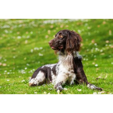 Lais Puzzle - Kleiner Münsterländer - 2.000 Teile