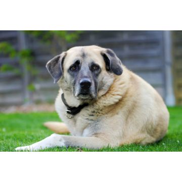 Lais Puzzle - Kangal - 2.000 Teile