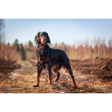 Lais Puzzle - Gordon Setter - 2.000 Teile