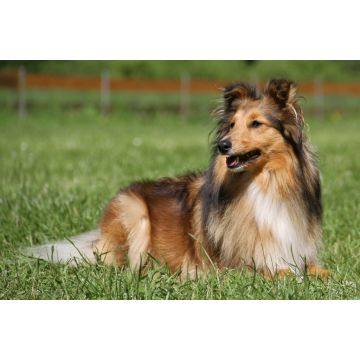 Lais Puzzle - Sheltie - 2.000 Teile