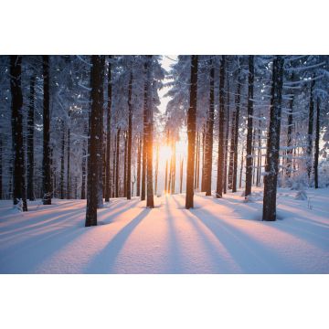 Lais Puzzle - Sonnenuntergang im Wald im Winterhalbjahr - 2.000 Teile