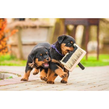 Lais Puzzle - Rottweiler Welpen - 2.000 Teile