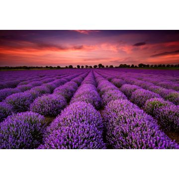 Lais Puzzle - Atemberaubende Landschaft mit Lavendelfeld bei Sonnenuntergang - 2.000 Teile