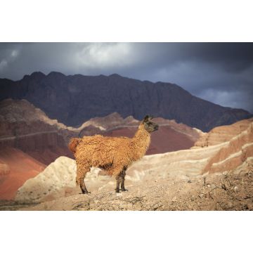 Lais Puzzle - Blick auf ein Lama in der Quebrada de Cafayate, Salta, Argentinien. - 2.000 Teile