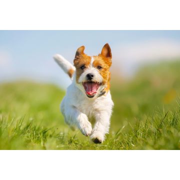 Lais Puzzle - Jack Russell Terrier - 2.000 Teile