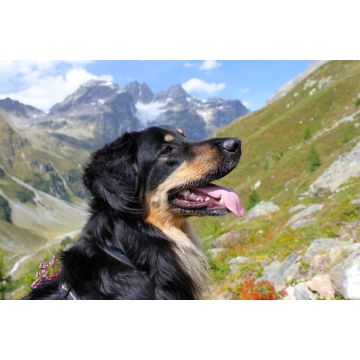 Lais Puzzle - Hovawart - 2.000 Teile