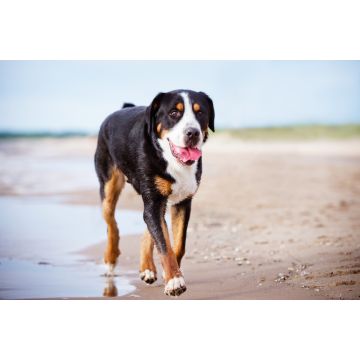 Lais Puzzle - Großer Schweizer Sennenhund - 2.000 Teile