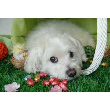 Lais Puzzle - Malteser - 2.000 Teile