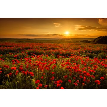 Lais Puzzle - Mohnfeld bei Sonnenuntergang - 2.000 Teile