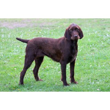 Lais Puzzle - Pudelpointer - 2.000 Teile