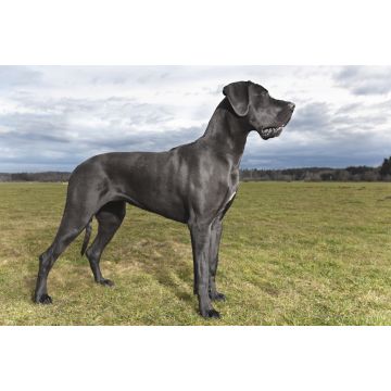 Lais Puzzle - Deutsche Dogge - 2.000 Teile
