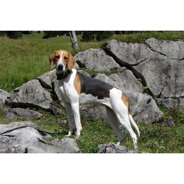Lais Puzzle - Französischer Laufhund Dreifarbig - 2.000 Teile