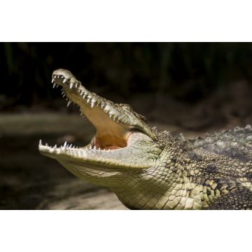 Lais Puzzle - Krokodil - 2.000 Teile