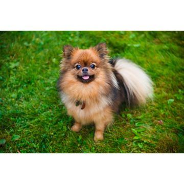Lais Puzzle - Zwergspitz - 2.000 Teile