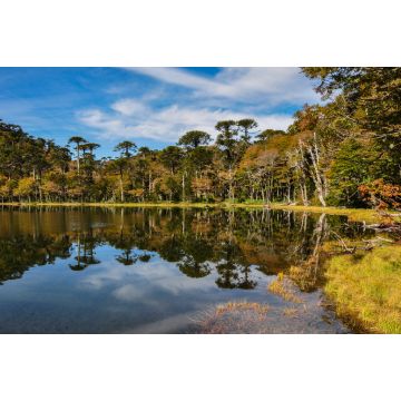 Lais Puzzle - Trekking in Reserva El Cani, in der Nähe von Pucon, Chile - 2.000 Teile