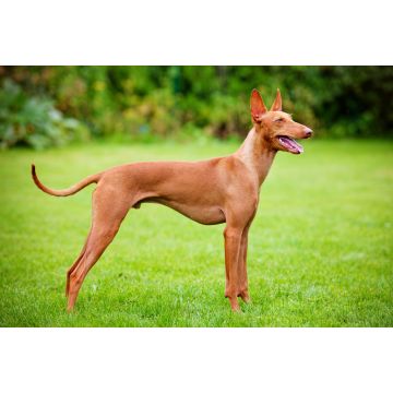 Lais Puzzle - Cirneco dell Etna - 2.000 Teile